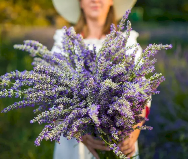 hvar-lavander-excursion